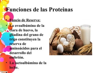 Funciones de las Proteinas
• Funcio de Reserva:
• La ovoalbúmina de la
clara de huevo, la
gliadina del grano de
trigo constituyen la
reserva de
aminoácidos para el
desarrollo del
embrión.
• La lactoalbúmina de la
leche.
 