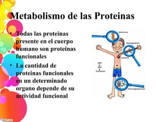 Metabolismo de las Proteinas
• Todas las proteinas
presente en el cuerpo
humano son proteinas
funcionales
• La cantidad de
proteinas funcionales
en un determinado
organo depende de su
actividad funcional
 