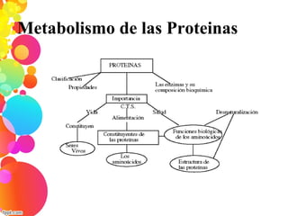 Metabolismo de las Proteinas
 