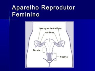 Aparelho Reprodutor
Feminino

 