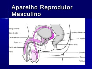 Aparelho Reprodutor
Masculino

 