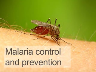 Malaria control
and prevention
 
