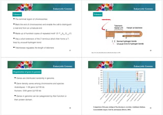 Eukaryotic Genome
Telomere

Eukaryotic Genome
Telomere

 The terminal region of chromosomes
 Mark the end of chromosomes and enable the cell to distinguish
a real end from an unnatural end
 Made up of hundred copies of repeated motif (5’-T1-4A0-1G1-8-3’)
 Has a short extension of the 3’ terminus which then forms a Tloop by unusual hydrogen bond
 Telomerase regulates the length of telomere
37

38

http://www.cbs.dtu.dk/dtucourse/cookbooks/dave/Fig16_16.JPG

Eukaryotic Genome

Eukaryotic Genome

Organization of genes in genome
 Genes are distributed randomly in genome.
 Gene density varies among chromosome and species
Arabidopsis 1-38 gene (s)/100 kb
Humans 0-64 gene (s)/100 kb
 Genes in genome can be catagorized by their function or
their protein domain.
39

Comparison of the gene catalogs of Saccharomyces cerevisiae, Arabidopsis thaliana,
Caenorhabditis elegans, fruit fly and humans (Brown, 2002)

40

 