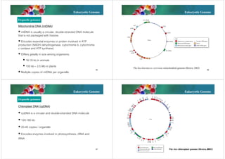 Eukaryotic Genome

Eukaryotic Genome

Organelle genomes
Mitochondrial DNA (mtDNA)
 mtDNA is usually a circular, double-stranded DNA molecule
that is not packaged with histone.
 Encodes essential enzymes or protein involved in ATP
production (NADH dehydrogenase, cytochrome b, cytochrome
c oxidase and ATP synthase)
 Differs greatly in size among organisms.
 16-18 kb in animals
 100 kb – 2.5 Mb in plants
45
 Multiple copies of mtDNA per organelle

Eukaryotic Genome

The Saccharomyces cerevisiae mitochondrial genome (Brown, 2002)

46

Eukaryotic Genome

Organelle genomes
Chloroplast DNA (cpDNA)
 cpDNA is a circular and double-stranded DNA molecule
 120-160 kb
 20-40 copies / organelle
 Encodes enzymes involved in photosynthesis, rRNA and
tRNA
47

The rice chloroplast genome (Brown, 48
2002)

 