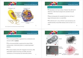 Prokaryote and Eukaryote

Prokaryotic Genome
Structure of prokaryotic genome
 Prokaryotes do not have nucleus. However, they still must fit
DNA that is 1000 times the length of the cell within the cell
membrane.
 Most of prokaryotes (for example Escherichia coli) have 1
large chromosome which is circular DNA.
 The Genome of E. coli is 4,700 kb in size and exists as one
double-stranded circular DNA molecule, which no free 5’ or 3’
ends.

9

10

http://www.phschool.com/science/biology_place/biocoach/images/cells/allcell.jpg

Prokaryotic Genome

Prokaryotic Genome
Chromosome of E. Coli

Structure of prokaryotic genome
 The chromosomal DNA is organized into a condensed ovoid
structure called a nucleoid.
 The chromosomal DNA is packed with the help of DNAbinding protein, histone-like proteins or nucleoid-associated
proteins.
 HU (heat-unstable protein),IHF (integration host factor), HNS
(heat-stable nucleoid structuring), and SMC (structural
maintenance of chromosomes) are histone-like proteins.
11

(HU protein)

40-50 loops
12

 