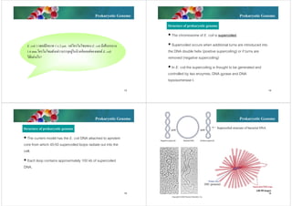 Prokaryotic Genome

Prokaryotic Genome
Structure of prokaryotic genome
 The chromosome of E. coli is supercoiled.
 Supercoiled occurs when additional turns are introduced into
the DNA double helix (positive supercoiling) or if turns are
removed (negative supercoiling)

E. coli 1 เซลล์มีขนาด 1 x 2 μm แต่โครโมโซมของ E. coli มีเส้นรอบวง
่
1.6 mm โครโมโซมดังกล่าวบรรจุอยูในนิวคลิออยด์ของเซลล์ E. coli
ได้อย่างไร?

 In E. coli the supercoiling is thought to be generated and
controlled by two enzymes, DNA gyrase and DNA
topoisomerase I.
13

14

Prokaryotic Genome

Prokaryotic Genome
Supercoiled structure of bacterial DNA

Structure of prokaryotic genome
 The current model has the E. coli DNA attached to aprotein
core from which 40-50 supercoiled loops radiate out into the
cell.
 Each loop contains approximately 100 kb of supercoiled
DNA.

(HU protein)
(40-50 loops)
15

16

 