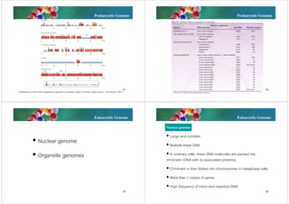 Prokaryotic Genome

Prokaryotic Genome

21

22

Comparison of the 50-kb segments of genome of humans, yeast, fruit flies, maize, and E. coli (Brown, 2007).

Eukaryotic Genome

Eukaryotic Genome
Nuclear genome
 Large and complex

 Nuclear genome

 Multiple linear DNA

 Organelle genomes

 In ordinary cells, linear DNA molecules are packed into
chromatin (DNA with its associated proteins).
 Chromatin is then folded into chromosomes in metaphase cells.
 More than 1 copies of genes
 High frequency of intron and repetitive DNA
23

24

 