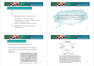 Eukaryotic Genome

Eukaryotic Genome

Chemical composition of eukaryotic chromosome
1. DNA
2. Protein


จีโนม 1 ชุดของมนุษย์มีดีเอ็นเอความยาวรวมทั้งหมดประมาณ 100 cm
ทําไมจึงสามารถเก็บในรู ปของโครโมโซมจํานวน 23 โครโมโซมได้
ทั้งที่โครโมโซมใหญ่สุดมีขนาดเพียง 0.5 x 10 μm ในระยะเมทาเฟส

Basic protein has positive charge at neutral pH.
Histone proteins (H1, H2A, H2B, H3 และ H4)
Histone molecule is rich in lysine and arginine that result
in the positive charge of histone.
Histone is well associated with DNA by ionic bond.



Acidic protein has positive charge at neutral pH.
.Non-histone proteins
25

Eukaryotic Genome

26

Eukaryotic Genome

Packaging of DNA into chromosomes
Nuclease protection experiments (1973-1974)
Olins and Olins (1974) proposed electron micrograph of
protein beads on the string of DNA. Each bead is called
nucleosome.

27

http://bio3400.nicerweb.com/Locked/media/ch11/11_15-nucleosome.jpg

28

 