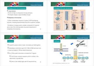 Eukaryotic Genome
Packaging of DNA into chromosomes

Eukaryotic Genome
Packaging of DNA into chromosomes
Looped domains

 Loop domains
- The 30 nm fiber is compacted into loop domains.
- The length of loops is approximately 0.25 m
 Metaphase chromosomes
- Further condensation requires a number of ATP-hydrolyzing
enzymes, including topoisomerase II and the condensin complex.
- Condensin is a large protein complex composed of 5 subunits
and is one of the most abundant structural components of
metaphase chromosomes.

33

34

Eukaryotic Genome
Centromere

Eukaryotic Genome
Centromere

 A specific position where 2 sister chromatids are held together
 Arabidopsis centromere span 0.9-1.2 Mb of DNA and each one
is made up largely of 180-bp repeat sequences.
 The 125-bp yeast centromere is divided into 3 regions:
 I and III have conserve sequence which involves in the
attachment of spindle fiber
 II lines in the middle region with AT-reached 90 bp

35

36

http://www.cbs.dtu.dk/dtucourse/cookbooks/dave/Fig16_16.JPG

 