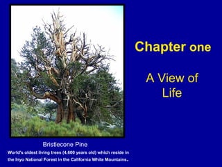 Chapter one
A View of
Life
Bristlecone Pine
World's oldest living trees (4,600 years old) which reside in
the Inyo National Forest in the California White Mountains.
 
