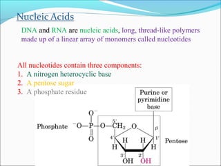 DNA and RNA are nucleic acids, long, thread-like polymers 
made up of a linear array of monomers called nucleotides 
All nucleotides contain three components: 
1. A nitrogen heterocyclic base 
2. A pentose sugar 
3. A phosphate residue 
 