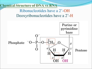 Ribonucleotides have a 2’-OH 
Deoxyribonucleotides have a 2’-H 
 