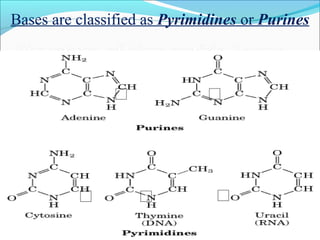 Bases are classified as Pyrimidines or Purines 
 