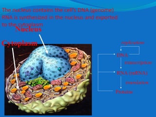 Nucleus 
Cytoplasm 
replication 
DNA 
transcription 
RNA (mRNA) 
translation 
Proteins 
 