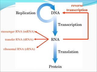 reverse 
transcription 
messenger RNA (mRNA) 
transfer RNA (tRNA) 
ribosomal RNA (rRNA) 
 