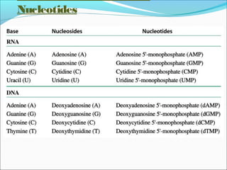 Names of Nucleosides and 
Nucleotides 
 