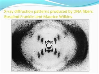 X-ray diffraction patterns produced by DNA fibers 
Rosalind Franklin and Maurice Wilkins 
 