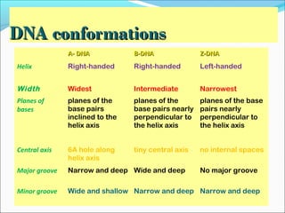 DDNNAA ccoonnffoorrmmaattiioonnss 
AA-- DDNNAA BB--DDNNAA ZZ--DDNNAA 
Helix Right-handed Right-handed Left-handed 
Width Widest Intermediate Narrowest 
Planes of 
bases 
planes of the 
base pairs 
inclined to the 
helix axis 
planes of the 
base pairs nearly 
perpendicular to 
the helix axis 
planes of the base 
pairs nearly 
perpendicular to 
the helix axis 
Central axis 6A hole along 
helix axis 
tiny central axis no internal spaces 
Major groove Narrow and deep Wide and deep No major groove 
Minor groove Wide and shallow Narrow and deep Narrow and deep 
 