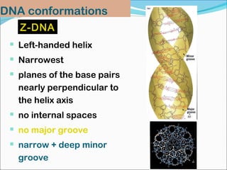 DNA conformations 
ZZ--DDNNAA 
 Left-handed helix 
 Narrowest 
 planes of the base pairs 
nearly perpendicular to 
the helix axis 
 no internal spaces 
 no major groove 
 narrow + deep minor 
groove 
 