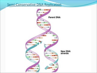 Semi-Conservative DNA Replication 
 