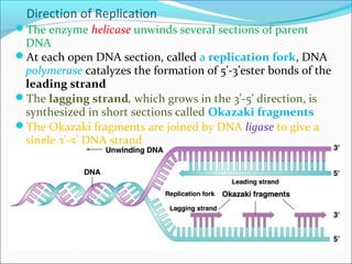 Direction of Replication 
The enzyme helicase unwinds several sections of parent 
DNA 
At each open DNA section, called a replication fork, DNA 
polymerase catalyzes the formation of 5’-3’ester bonds of the 
leading strand 
The lagging strand, which grows in the 3’-5’ direction, is 
synthesized in short sections called Okazaki fragments 
The Okazaki fragments are joined by DNA ligase to give a 
single 3’-5’ DNA strand 
 