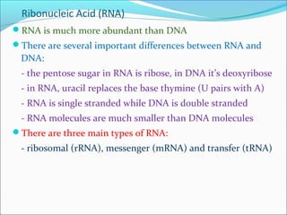 Ribonucleic Acid (RNA) 
RNA is much more abundant than DNA 
There are several important differences between RNA and 
DNA: 
- the pentose sugar in RNA is ribose, in DNA it’s deoxyribose 
- in RNA, uracil replaces the base thymine (U pairs with A) 
- RNA is single stranded while DNA is double stranded 
- RNA molecules are much smaller than DNA molecules 
There are three main types of RNA: 
- ribosomal (rRNA), messenger (mRNA) and transfer (tRNA) 
 
