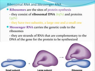 Ribosomal RNA and Messenger RNA 
Ribosomes are the sites of protein synthesis 
- they consist of ribosomal DNA (65%) and proteins 
(35%) 
- they have two subunits, a large one and a small one 
Messenger RNA carries the genetic code to the 
ribosomes 
- they are strands of RNA that are complementary to the 
DNA of the gene for the protein to be synthesized 
 