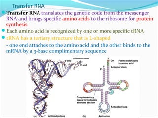 Transfer RNA 
Transfer RNA translates the genetic code from the messenger 
RNA and brings specific amino acids to the ribosome for protein 
synthesis 
Each amino acid is recognized by one or more specific tRNA 
tRNA has a tertiary structure that is L-shaped 
- one end attaches to the amino acid and the other binds to the 
mRNA by a 3-base complimentary sequence 
 