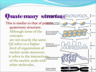 Quaternary structure 
This is similar to that of protein 
quaternary structure. 
Although some of the 
concepts 
are not exactly the same. 
QS refers to a higher 
level of organization of 
nucleic acids moreover, 
it refers to the interactions 
of the nucleic acids with 
other molecules. 
 