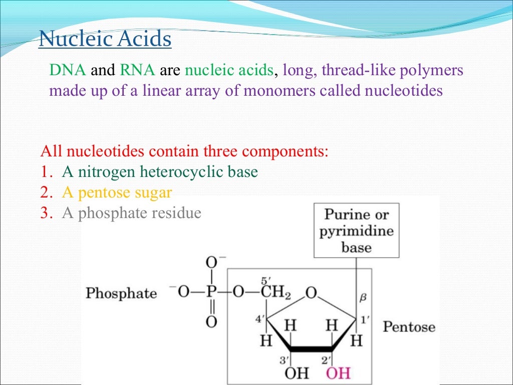 Nucleic Acids ppt