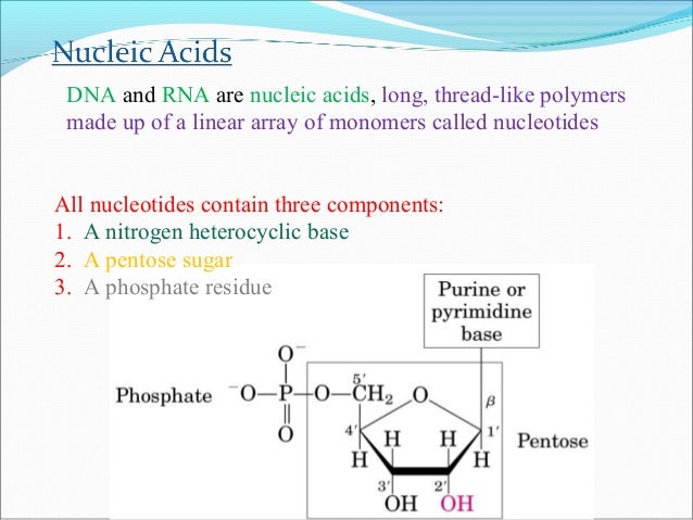 Nucleic Acids ppt