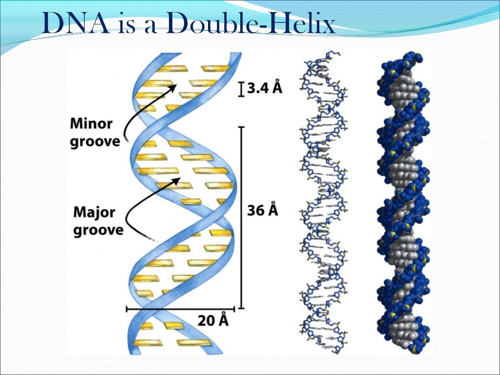 Nucleic Acids ppt