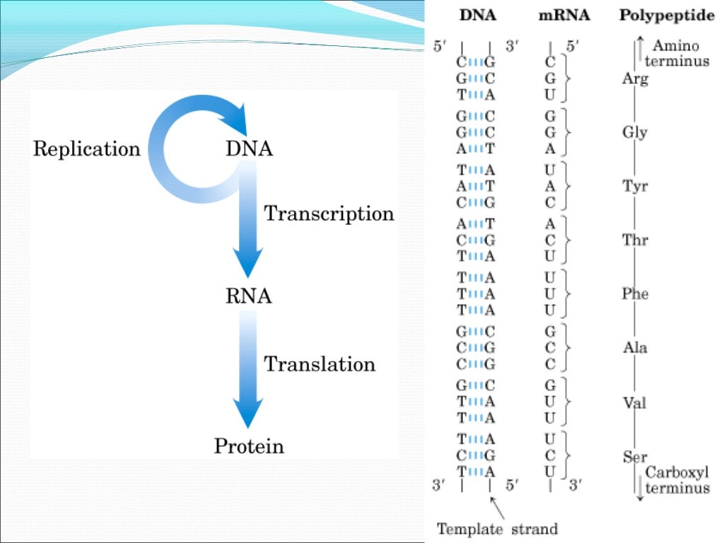 Nucleic Acids ppt