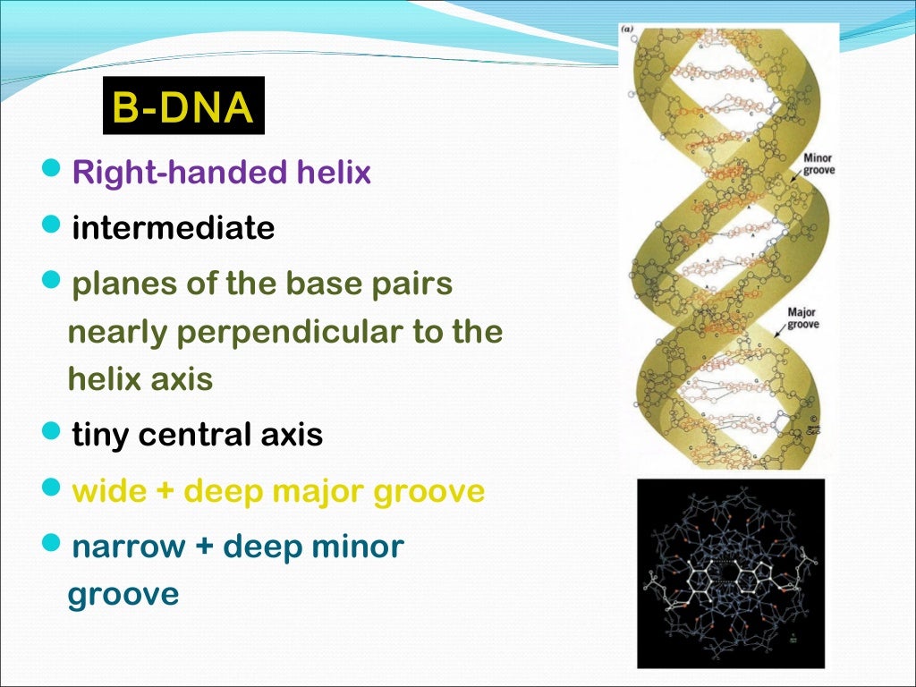 Nucleic Acids ppt