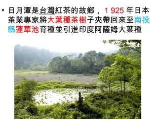 • 日月潭是台灣紅茶的故鄉， 1 925 年日本
茶業專家將大葉種茶樹子夾帶回來至南投
縣蓮華池育種並引進印度阿薩姆大葉種
 