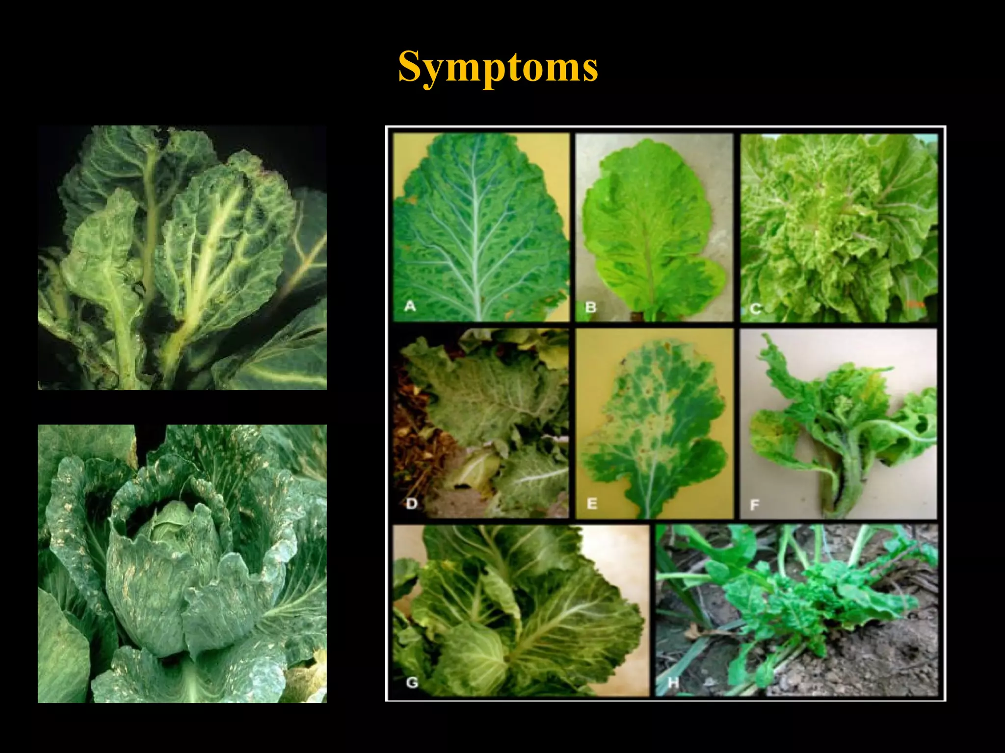 Cauliflower mosaic disease | PPT