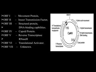 ORF I – Movement Protein,
ORF II – Insect Transmission Factor,
ORF III – Structural protein,
 DNA-binding capbilities.
ORF IV – Capsid Protein.
ORF V – Reverse Transcriptase
 RNaseH
ORF VI – Translational Activator.
ORF VII – Unknown.
 