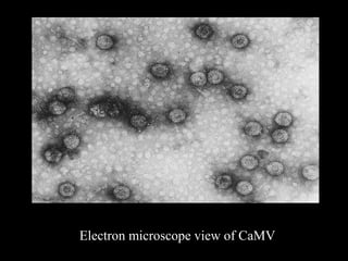 Electron microscope view of CaMV
 