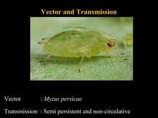 Vector and Transmission
Vector : Myzus persicae
Transmission : Semi persistent and non-circulative
 