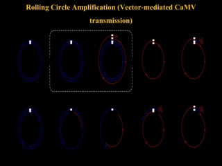 Rolling Circle Amplification (Vector-mediated CaMV
transmission)
 