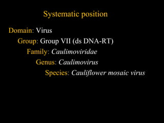 Systematic position
Domain: Virus
Group: Group VII (ds DNA-RT)
Family: Caulimoviridae
Genus: Caulimovirus
Species: Cauliflower mosaic virus
 