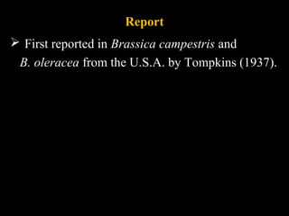 Report
 First reported in Brassica campestris and
B. oleracea from the U.S.A. by Tompkins (1937).
 