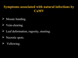 Symptoms associated with natural infections by
CaMV
 Mosaic banding.
 Vein-clearing.
 Leaf deformation, rugosity, stunting.
 Necrotic spots.
 Yellowing.
 