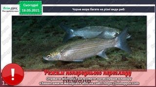 3 клас. НУШ. Ядс. Андрусенко. Урок 104