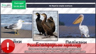 3 клас. НУШ. Ядс. Андрусенко. Урок 104