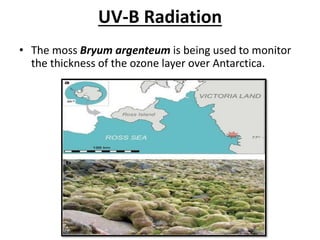 UV-B Radiation
• The moss Bryum argenteum is being used to monitor
the thickness of the ozone layer over Antarctica.
 