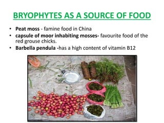 BRYOPHYTES AS A SOURCE OF FOOD
• Peat moss - famine food in China
• capsule of moor inhabiting mosses- favourite food of the
red grouse chicks.
• Barbella pendula -has a high content of vitamin B12
 