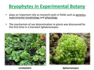 Bryophytes In Experimental Botany
• plays an important role as research tools in fields such as genetics,
experimental morphology and physiology.
• The mechanism of sex determination in plants was discovered for
the first time in a liverwort Sphaerocarpos.
LIVERWORTS Sphaerocarpos
 