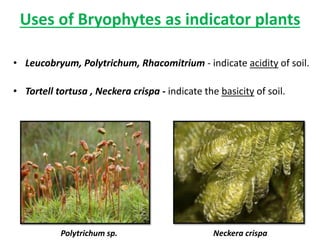 Uses of Bryophytes as indicator plants
• Leucobryum, Polytrichum, Rhacomitrium - indicate acidity of soil.
• Tortell tortusa , Neckera crispa - indicate the basicity of soil.
Polytrichum sp. Neckera crispa
 
