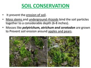 SOIL CONSERVATION
• It prevent the erosion of soil.
• Moss stems and underground rhizoids bind the soil particles
together to a considerable depth (6-8 inches).
• Mosses like polytrichum, atrichum and ceratodon are grown
to Prevent soil erosion around apples and pears.
 